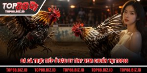 Đá gà trực tiếp ở đâu uy tín? Xem chuẩn tại Top88