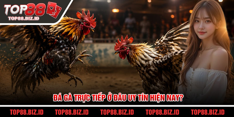 Đá gà trực tiếp ở đâu uy tín hiện nay?