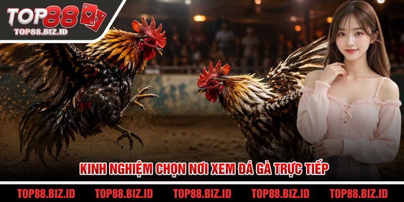 Kinh nghiệm chọn nơi xem đá gà trực tiếp