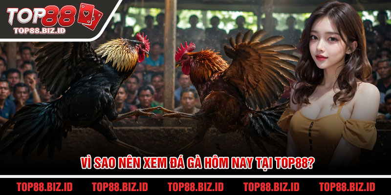 Vì sao nên xem đá gà hôm nay tại Top88?