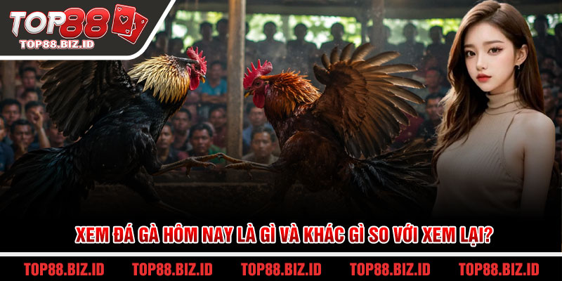 Xem đá gà hôm nay là gì và khác gì so với xem lại?